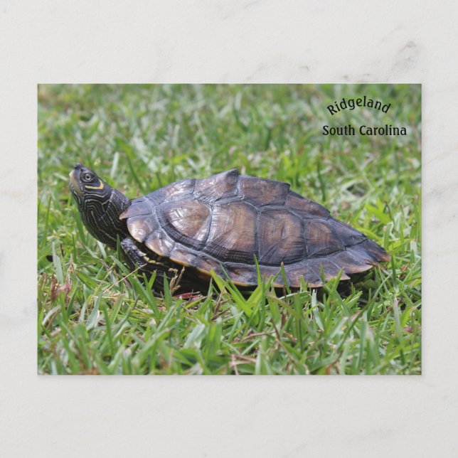 False Map Turtle Ridgeland Sc Postcard (Front)