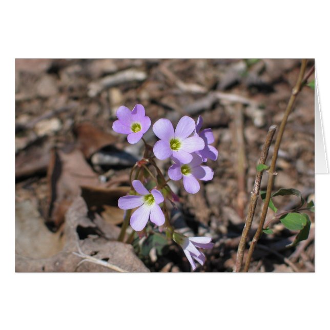 False Rue Anemone (Front Horizontal)