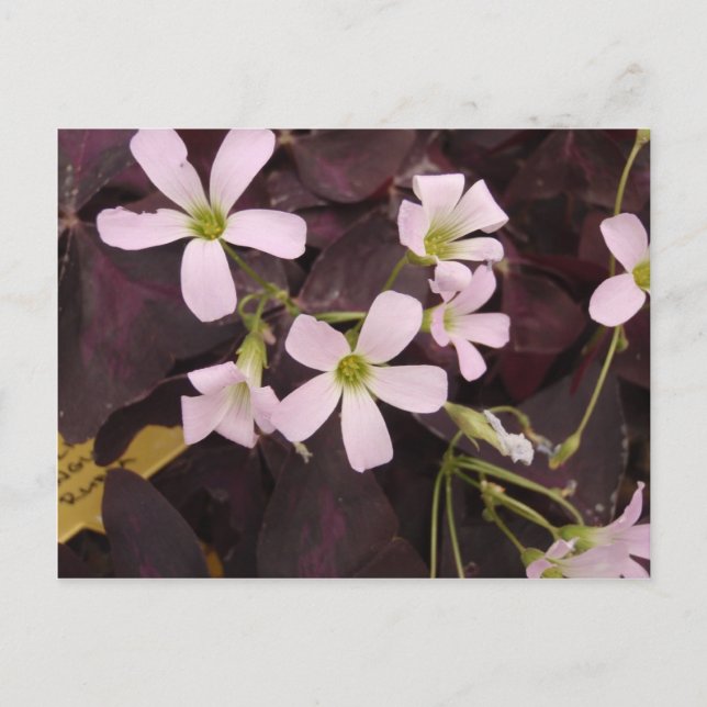 False Shamrock Oxalis Triangularis Postcard (Front)