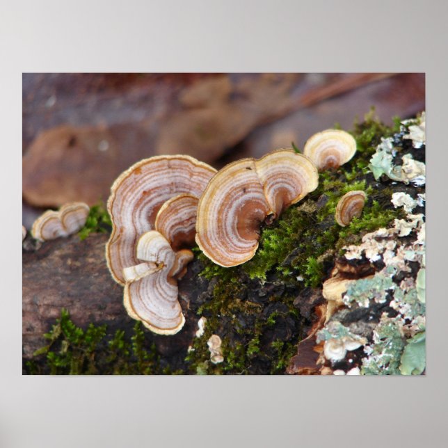 False Turkey Tail Fungi on Mossy Log Poster (Front)