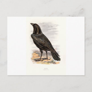Familiar Wild Birds Swaysland Raven Postcard