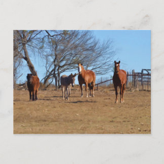 Family and Friends Postcard