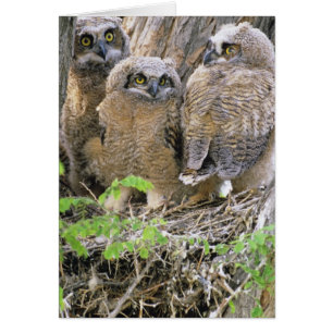 Family of Great Horned Owlets (Bubo virginianus)