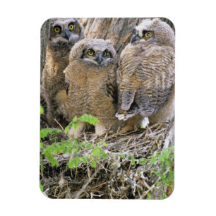 Family of Great Horned Owlets (Bubo virginianus) Magnet