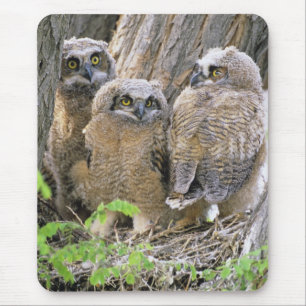 Family of Great Horned Owlets (Bubo virginianus) Mouse Pad