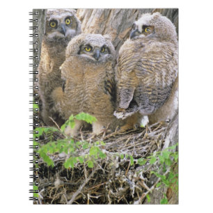 Family of Great Horned Owlets (Bubo virginianus) Notebook