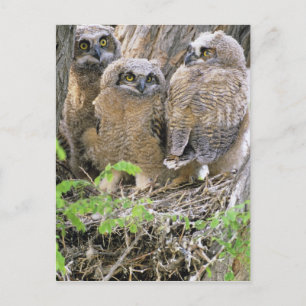 Family of Great Horned Owlets (Bubo virginianus) Postcard