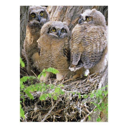Family of Great Horned Owlets (Bubo virginianus) Postcard
