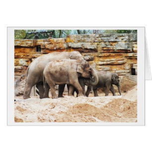 Family of Indian elephants