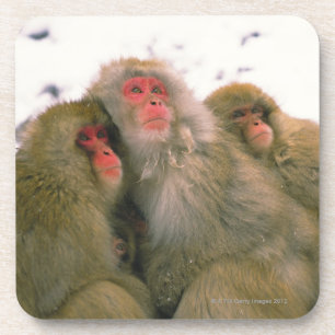 Family of Japanese macaque, Jigokudani, Coaster