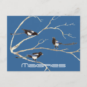 Family of Magpies, Birds, Nature, Wildlife Postcard