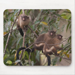 Family of Marmoset Monkeys Mouse Pad