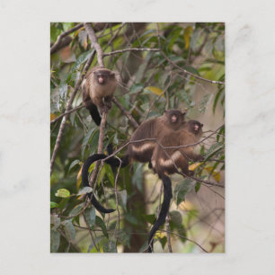 Family of Marmoset Monkeys Postcard