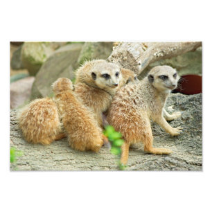 Family of meerkats - Photo Print