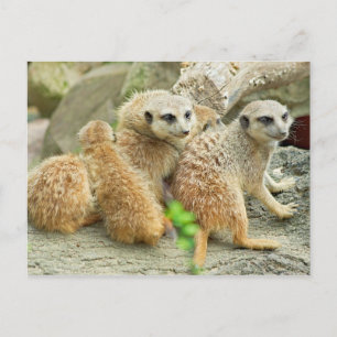 Family of meerkats - Postcard