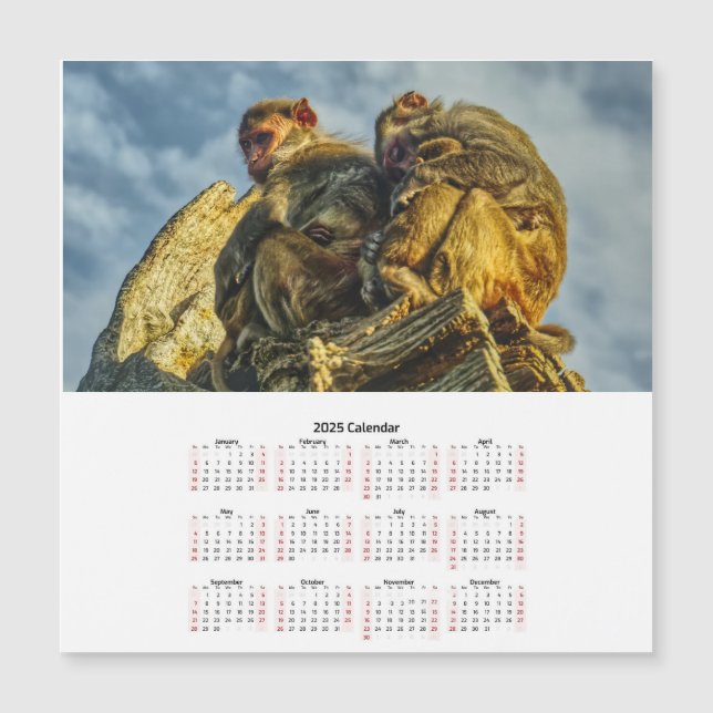 Family of monkeys Magnetic Card calendar 2025 (Front)