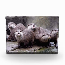 Family of Otters