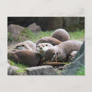 Family of otters postcard