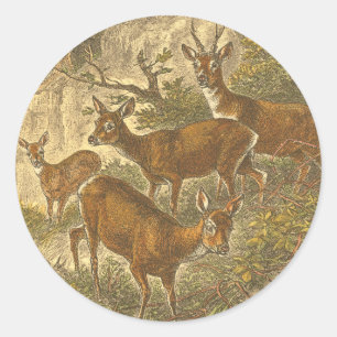 Family of Roe - Deers in a Forest Classic Round Sticker