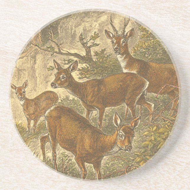 Family of Roe - Deers in a Forest Coaster (Front)