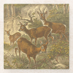 Family of Roe - Deers in a Forest Glass Coaster