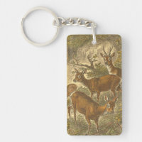 Family of Roe - Deers in a Forest