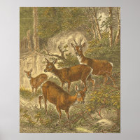 Family of Roe - Deers in a Forest
