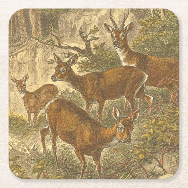 Family of Roe - Deers in a Forest Square Paper Coaster (Front)