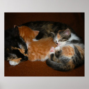 Family of sleepy kittens poster