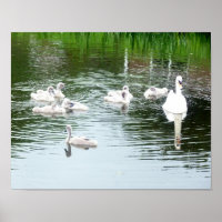 Family Of Swans