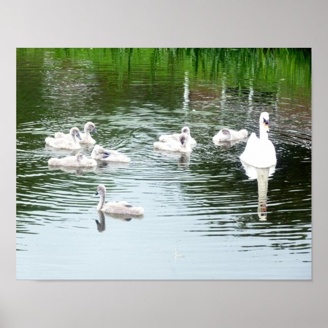 Family Of Swans Poster (Front)