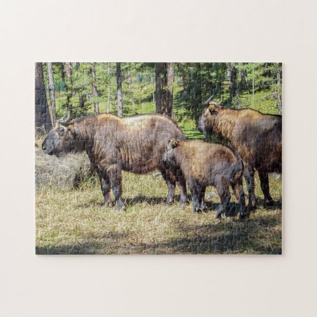 Family of Takin, national animal of Bhutan, Asia Jigsaw Puzzle (Horizontal)