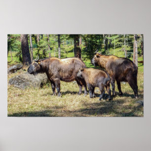 Family of Takin, national animal of Bhutan, Asia Poster