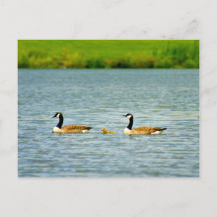 Family of Three Postcard