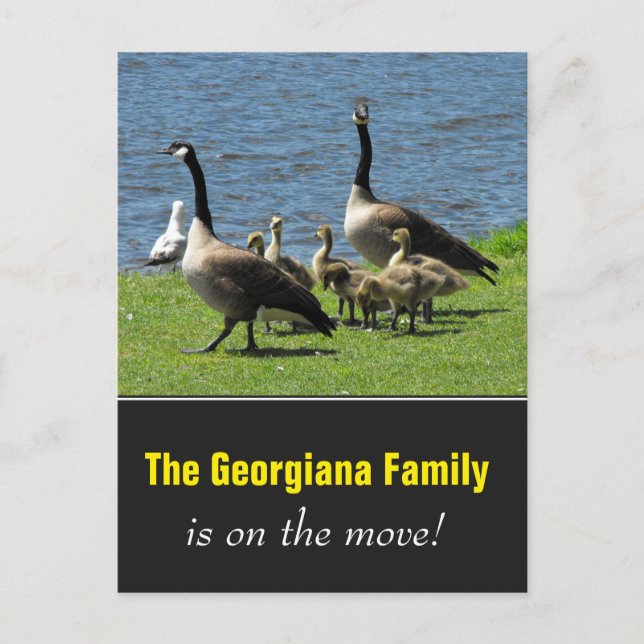 Family on the Move + Canada Geese on the Grass Announcement Postcard (Front)