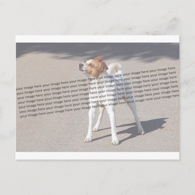 Family Pet Photo Postcard (Front)