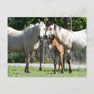 Family Photo Postcard