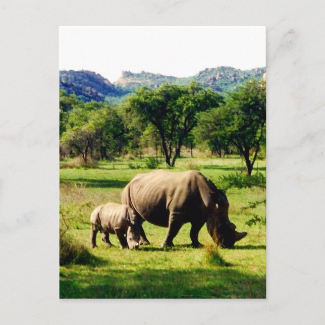 family rhino postcard (Front)
