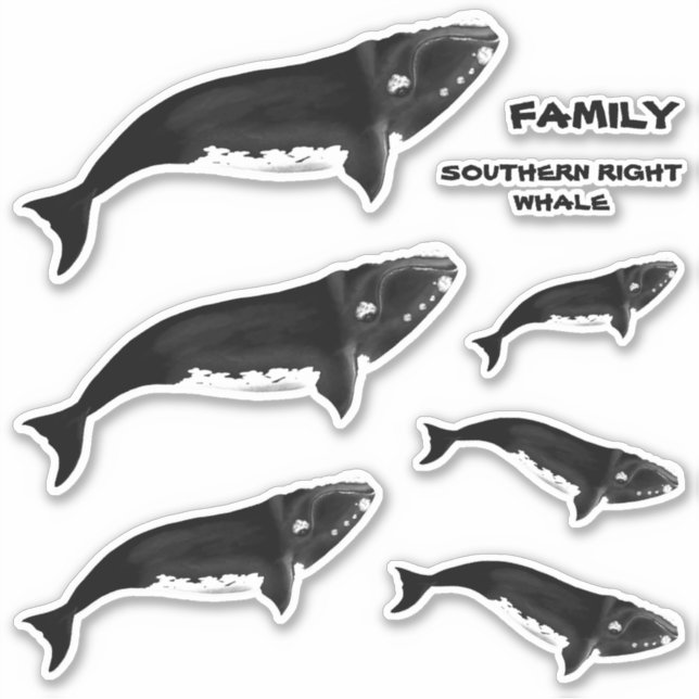 FAMILY SOUTHERN RIGHT WHALE (Front)
