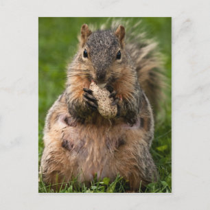 Famished Fox Squirrel Postcard