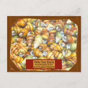 Famous Oahu Tree Snails are going extinct unless - Postcard