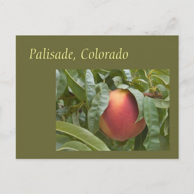 Famous Palisade Peach on the Tree Postcard (Front)