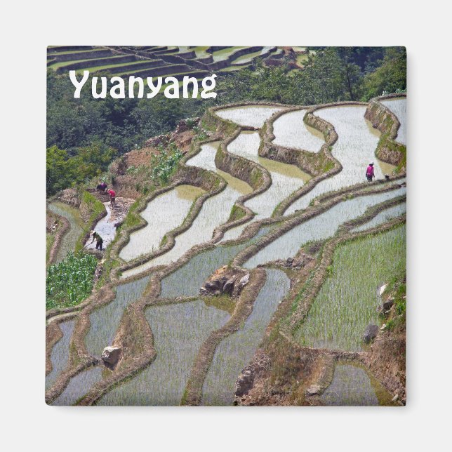 Famous yuanyang Rice Terraces - Yunnan, China Magnet (Front)