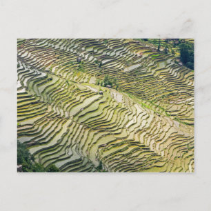 Famous yuanyang Rice Terraces - Yunnan, China Postcard