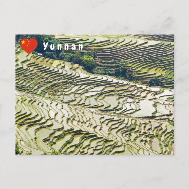 Famous yuanyang Rice Terraces - Yunnan, China Postcard (Front)
