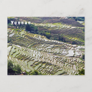 Famous yuanyang Rice Terraces - Yunnan, China Postcard