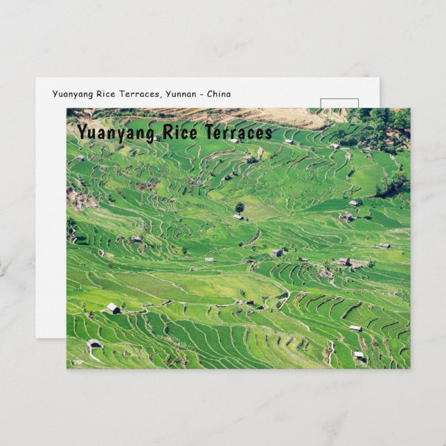 Famous yuanyang Rice Terraces - Yunnan, China Postcard (Front/Back)