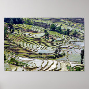 Famous yuanyang Rice Terraces - Yunnan, China Poster