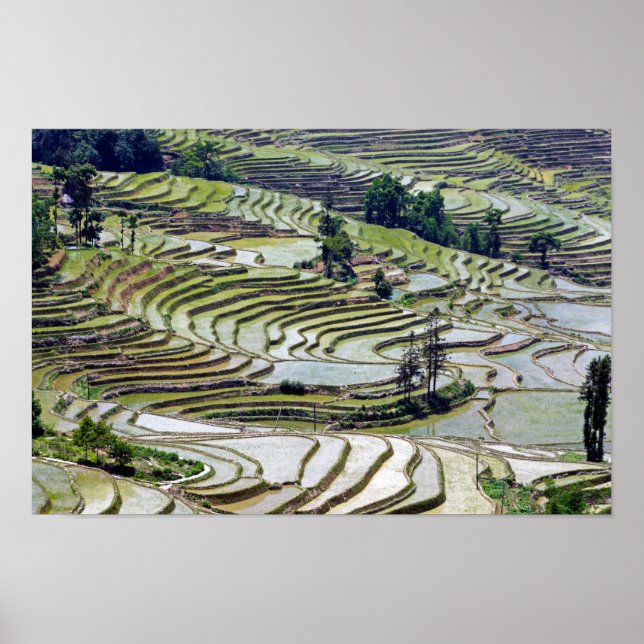 Famous yuanyang Rice Terraces - Yunnan, China Poster (Front)