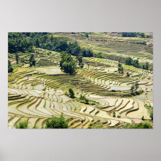 Famous yuanyang Rice Terraces - Yunnan, China Poster (Front)
